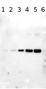 NifH | Positive control/quantitation standard in the group Antibodies Plant/Algal / Protein Standards-Quantitation at Agrisera AB (Antibodies for research) (AS01 021S)
